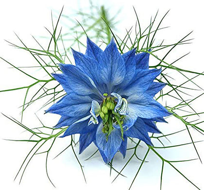 Marde Ross & Company Blue Love in a Mist seed pack for vibrant garden color.