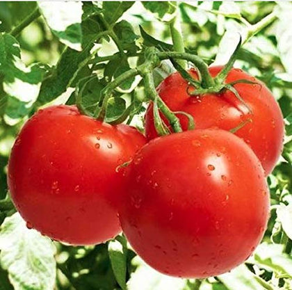 Marde Ross Bonny Best tomato seeds show compact vines for small-space gardens.