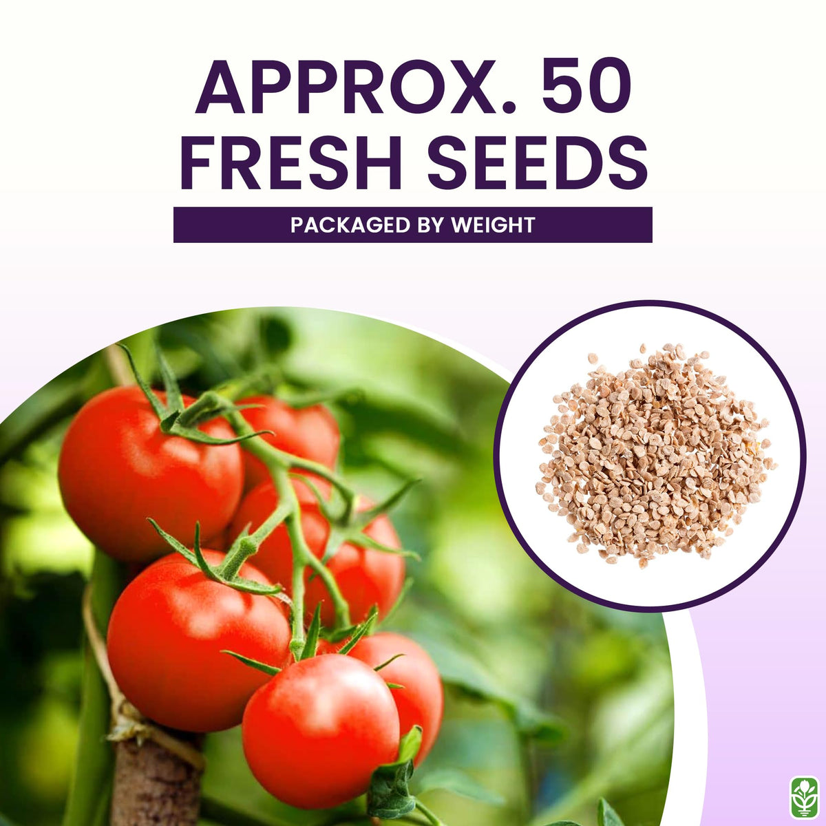 Marde Ross Bonny Best tomato seeds deliver reliable germination.