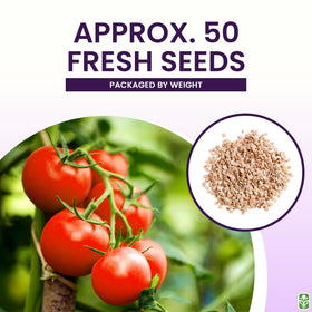 Marde Ross Bonny Best tomato seeds deliver reliable germination.