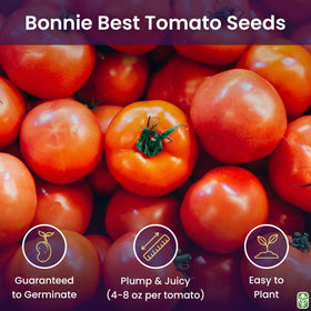 Bonny Best seeds yield juicy tomatoes ideal for fresh salads.