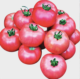 Bradley tomato fruits ripening together for easy harvest planning.