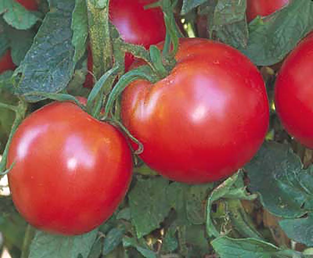 Bradley tomato seed packet shown for precise indoor germination planning.