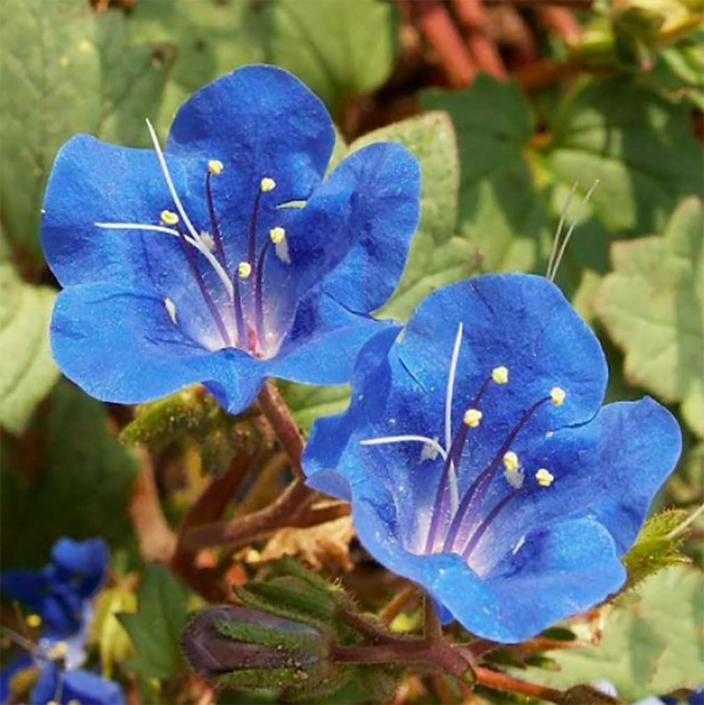 Marde Ross California Blue Bells seeds in a container garden for color.