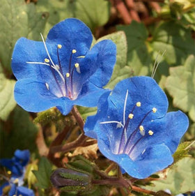 Marde Ross California Blue Bells seeds in a container garden for color.