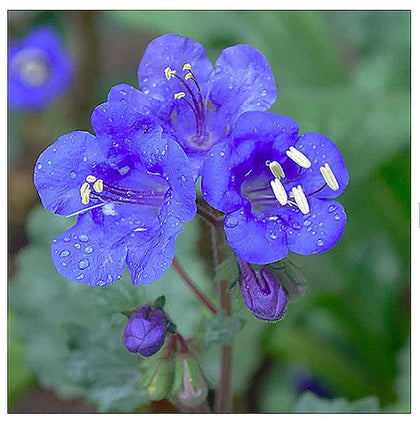 Marde Ross California Blue Bells seeds in a seed packet ready for easy planting.