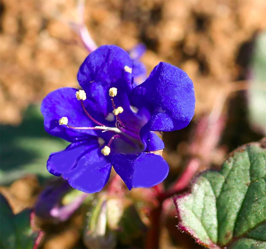 Marde Ross California Blue Bells seeds arranged for a sun-border display.