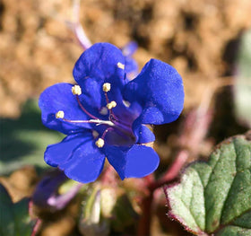 Marde Ross California Blue Bells seeds arranged for a sun-border display.