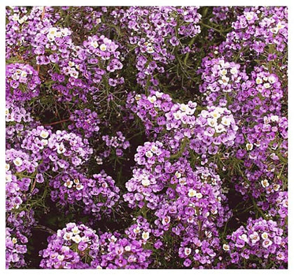 Marde Ross Carpet of Snow alyssum seeds bloom into a ground cover.