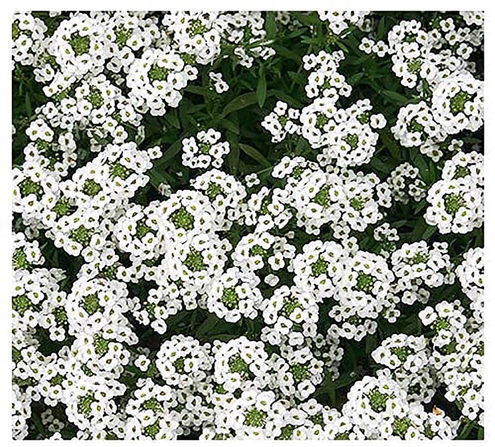 Marde Ross Carpet of Snow seeds create dense, easy-to-care ground cover.