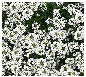 Marde Ross Carpet of Snow seeds create dense, easy-to-care ground cover.