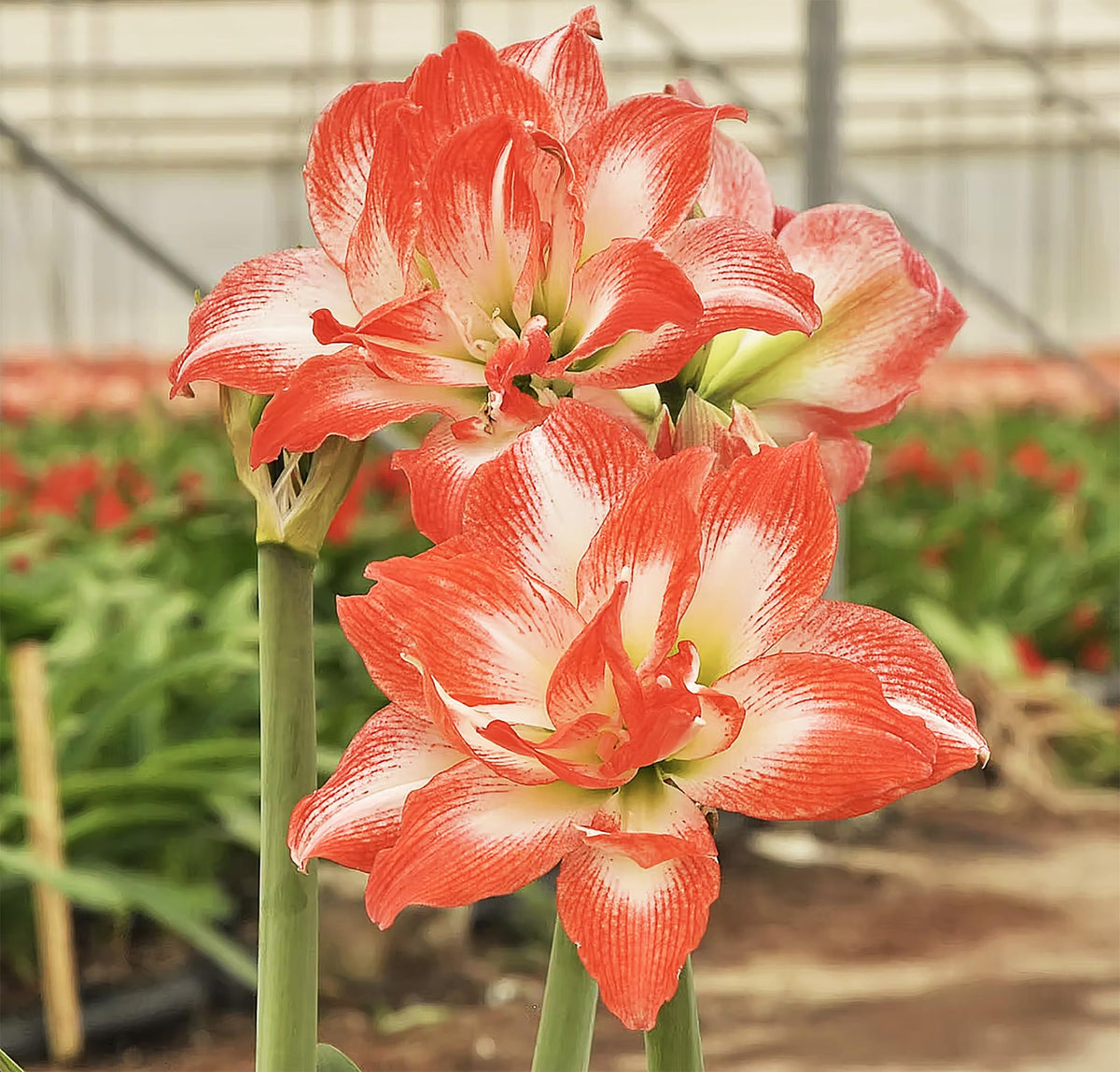 China Star bare root bulb from Marde Ross ready for indoor or outdoor color.
