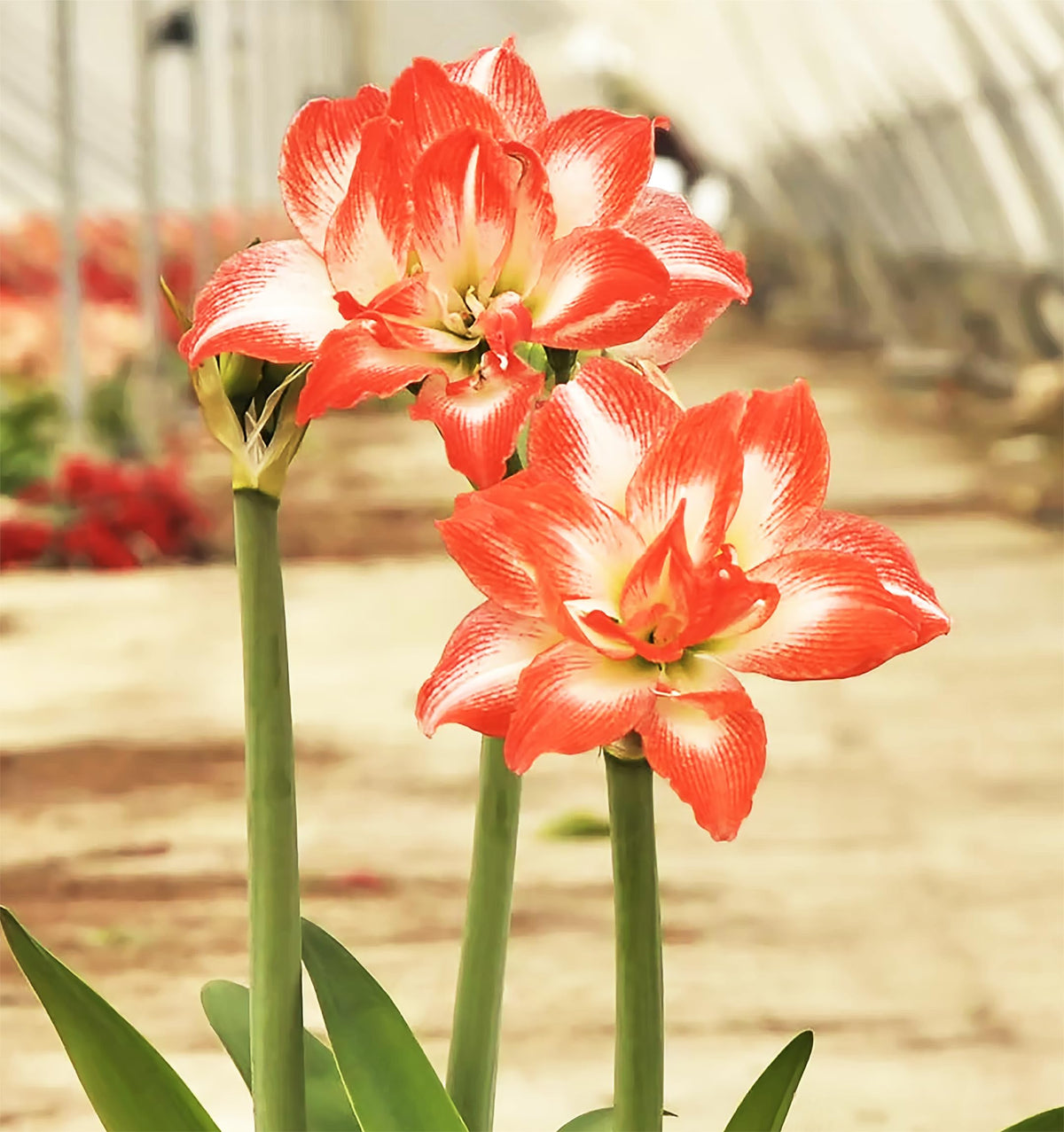 China Star double blooms in red-orange with white edging create dramatic focal points.