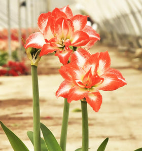 China Star double blooms in red-orange with white edging create dramatic focal points.