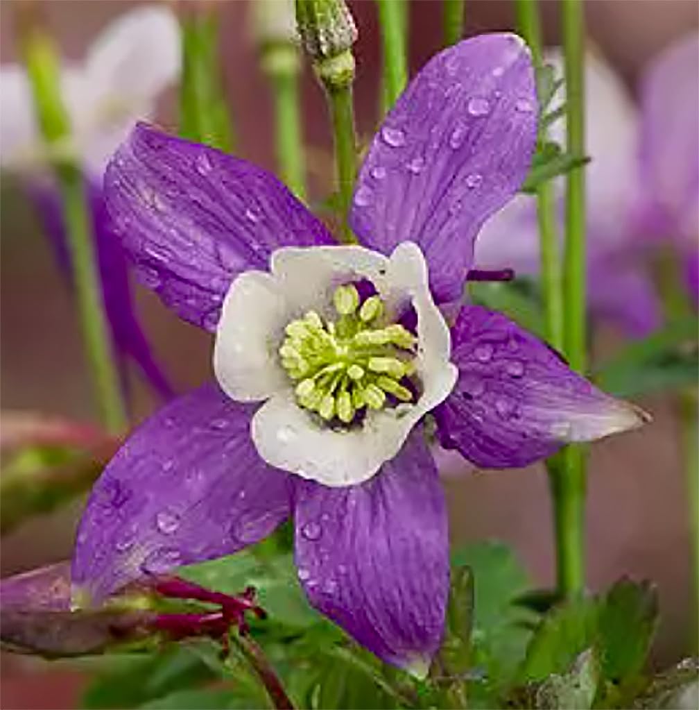 Marde Ross Columbine border idea adds seasonal color and pollinator appeal