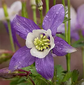 Marde Ross Columbine border idea adds seasonal color and pollinator appeal
