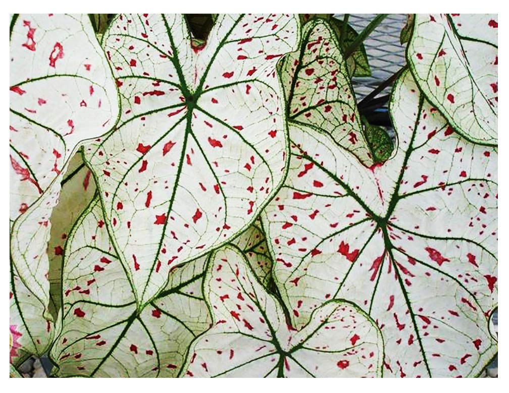 Marde Ross Cranberry Star Caladium large bulb with striking white and cranberry foliage for shade gardens