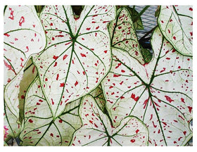 Marde Ross Cranberry Star Caladium large bulb with striking white and cranberry foliage for shade gardens