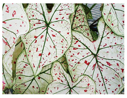 Marde Ross Cranberry Star Caladium large bulb with striking white and cranberry foliage for shade gardens