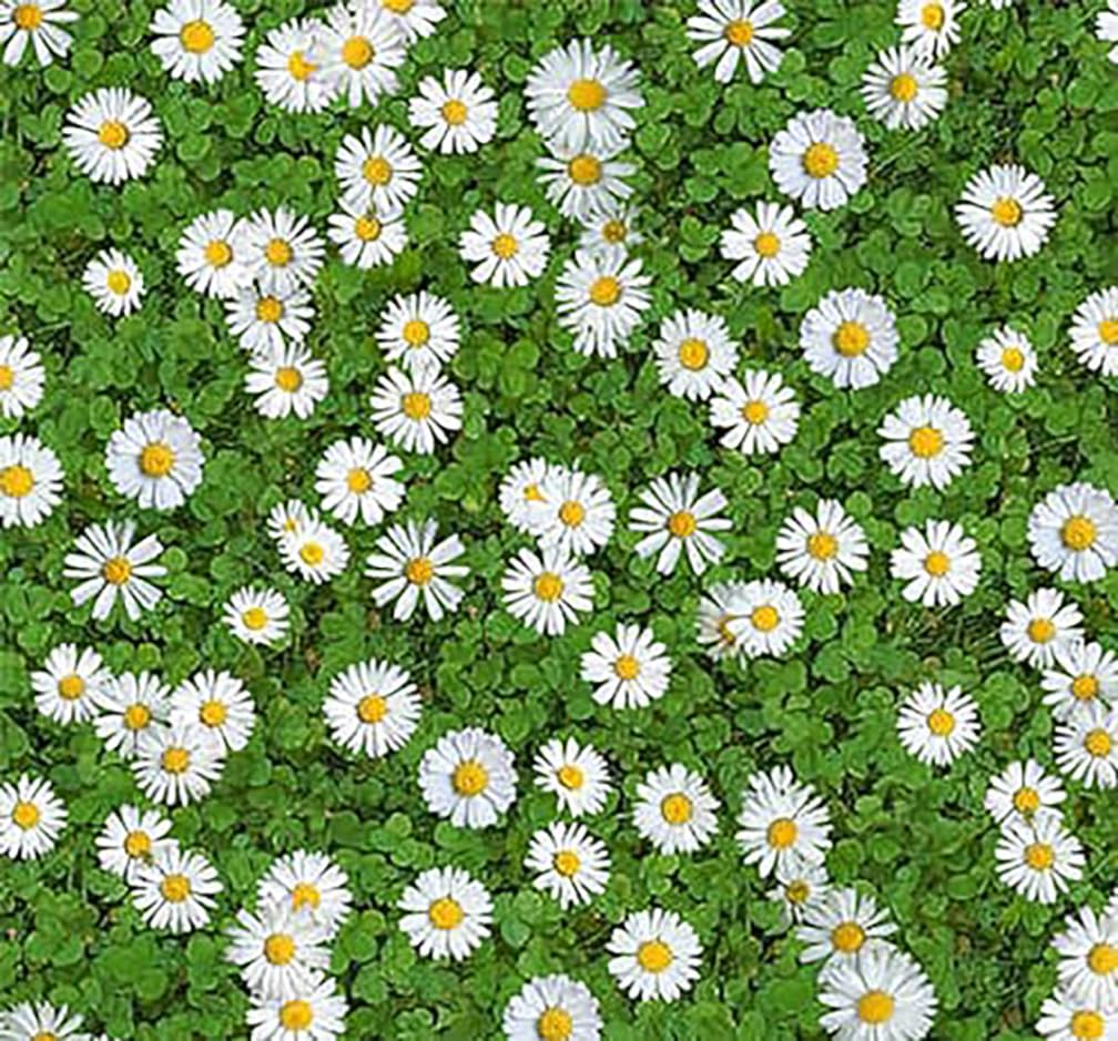 Marde Ross Creeping Daisies form a spreading mat for borders.