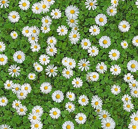 Marde Ross Creeping Daisies form a spreading mat for borders.