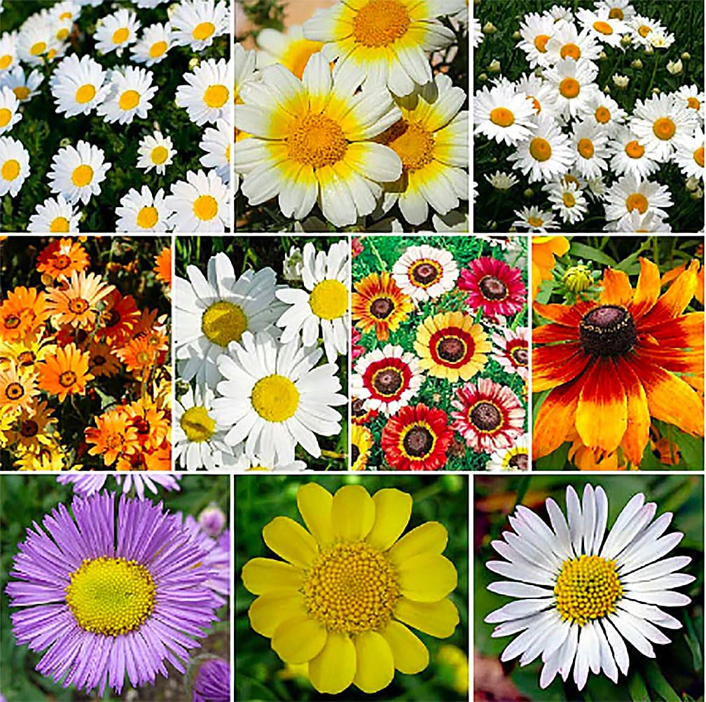 Marde Ross 6000 Creeping Daisy seeds sown directly into soil.