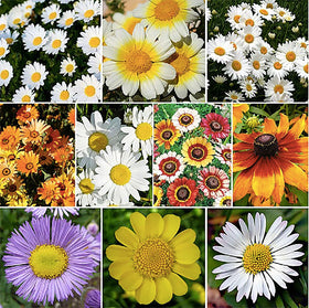 Marde Ross 6000 Creeping Daisy seeds sown directly into soil.