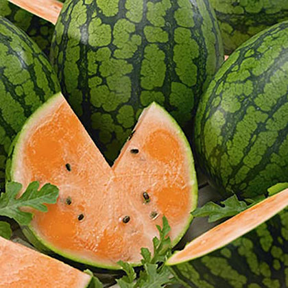 Marde Ross Delicious Tendersweet Orange Watermelon Seeds in packaging, ideal for home planting