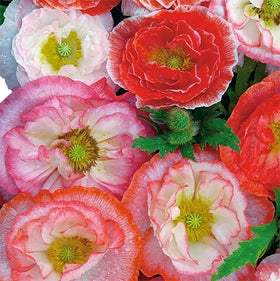 Marde Ross & Company double Shirley poppies seeds creating pastel blooms in garden borders