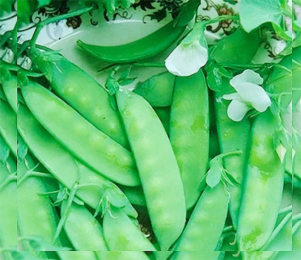 Marde Ross Dwarf Grey Sugar Snow Pea seeds ready for planting in full sun