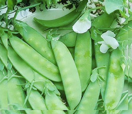 Marde Ross Dwarf Grey Sugar Snow Pea seeds ready for planting in full sun