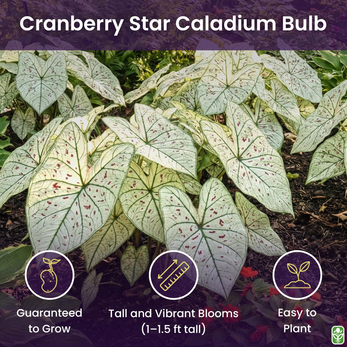 Fancy Leaf Caladium Cranberry Star foliage close-up showing dramatic contrast