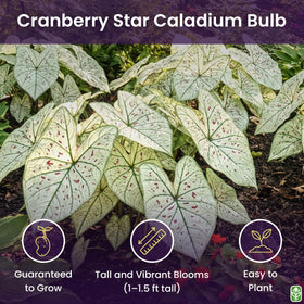 Fancy Leaf Caladium Cranberry Star foliage close-up showing dramatic contrast