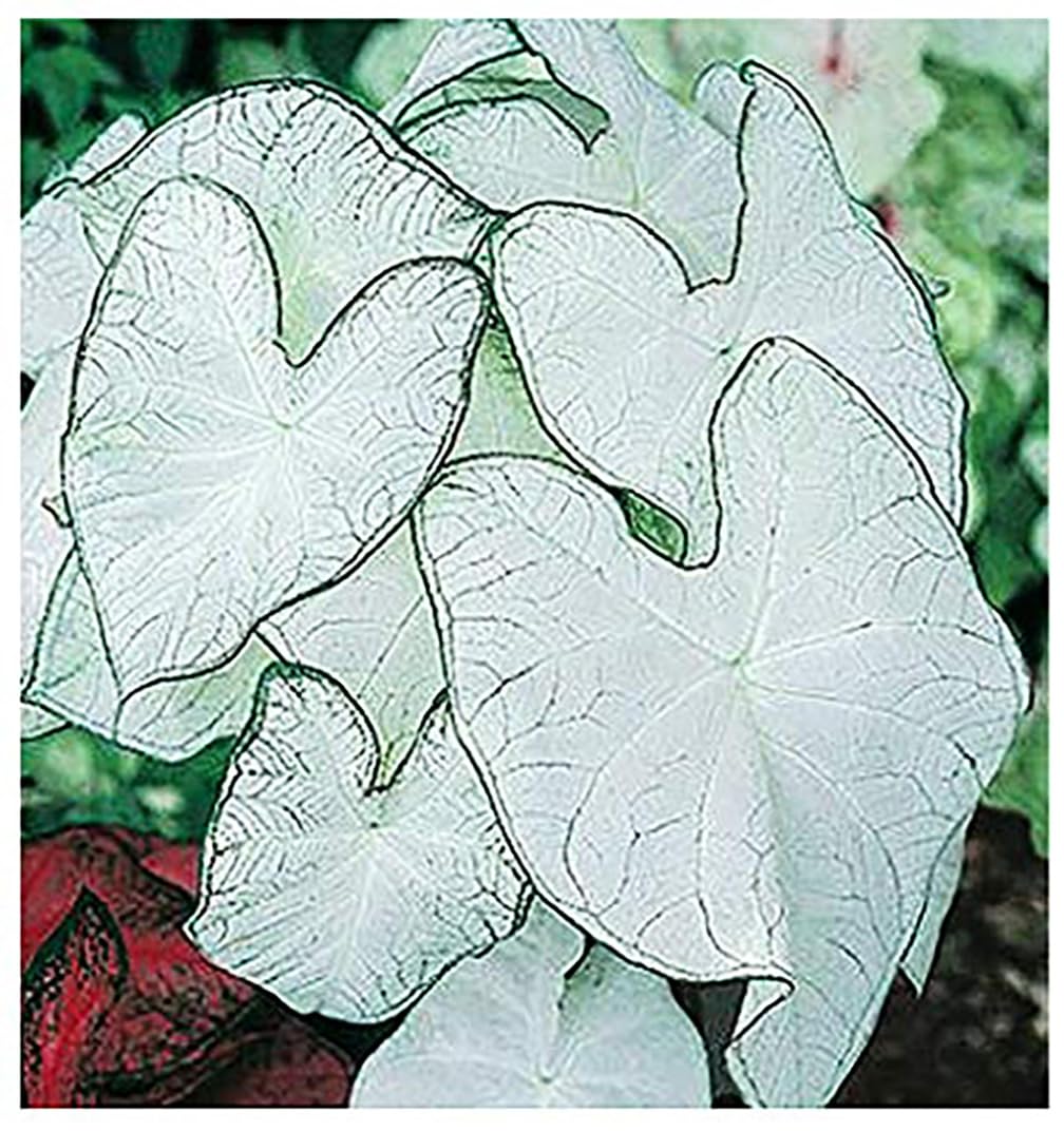 Marde Ross Fancy Leaf Moonlight caladium bulbs glow with bright foliage in shade