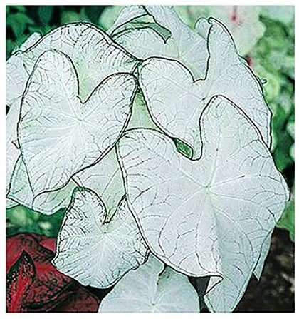 Marde Ross Fancy Leaf Moonlight caladium bulbs glow with bright foliage in shade
