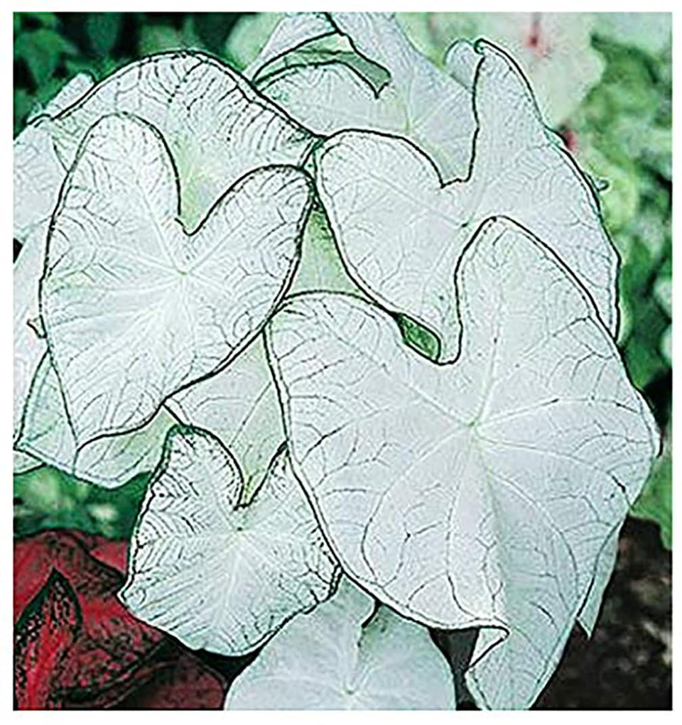 Marde Ross Fancy Leaf Moonlight caladium bulbs glow with bright foliage in shade