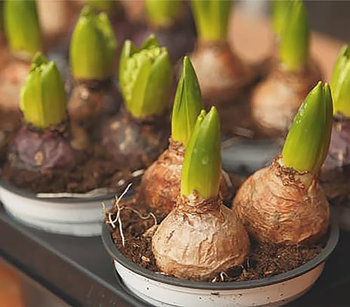 Marde Ross hyacinth bulbs displayed in garden beds, borders, and containers for versatile use.