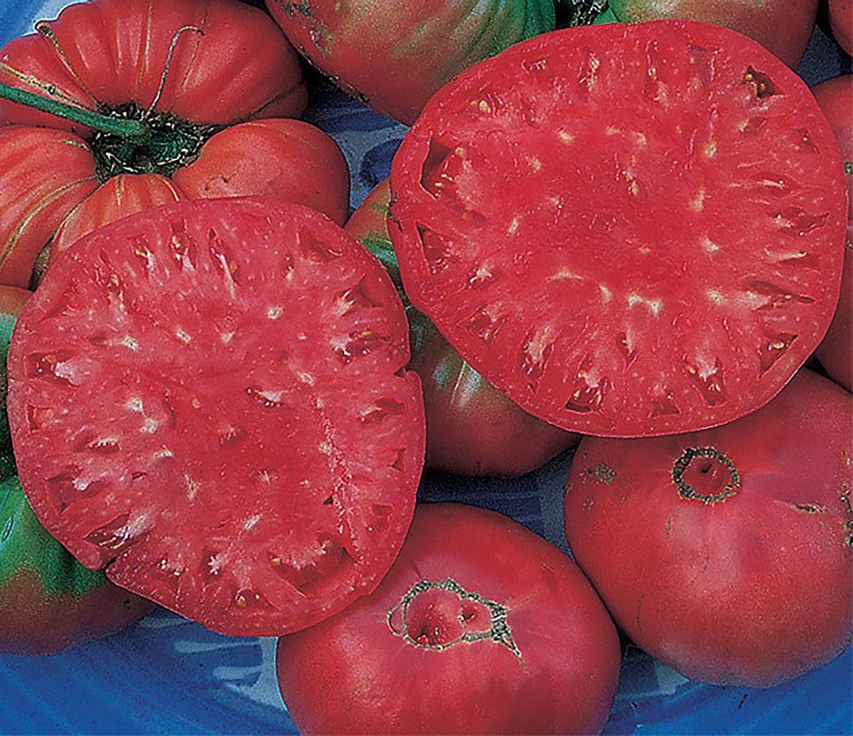 Marde Ross and Company Giant Pink Belgium seeds close-up for planting detail