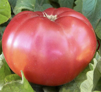 Marde Ross and Company Giant Pink Belgium seeds pack for home gardening and future harvests
