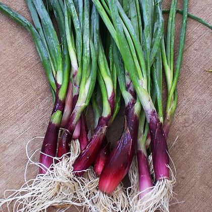 Marde Ross Scarlet Bandito seeds packet ready for planting to brighten salads.