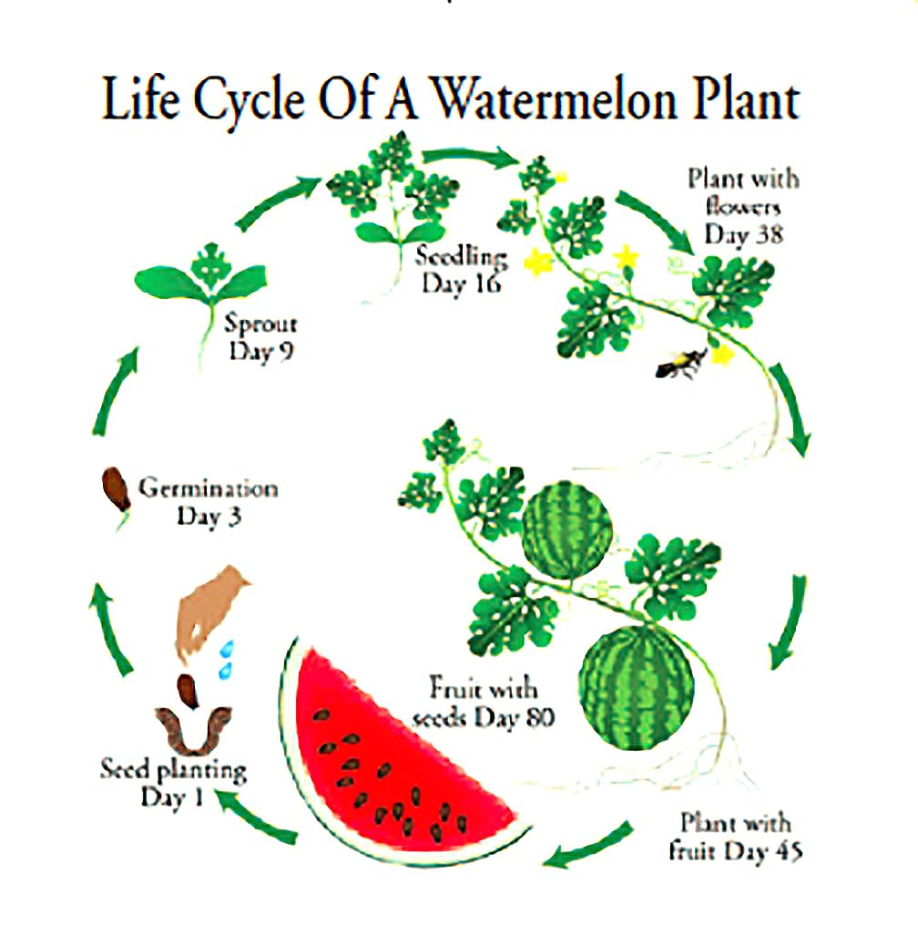 Marde Ross Heirloom Watermelon Seeds preserve classic garden flavor for families