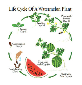 Marde Ross Heirloom Watermelon Seeds preserve classic garden flavor for families