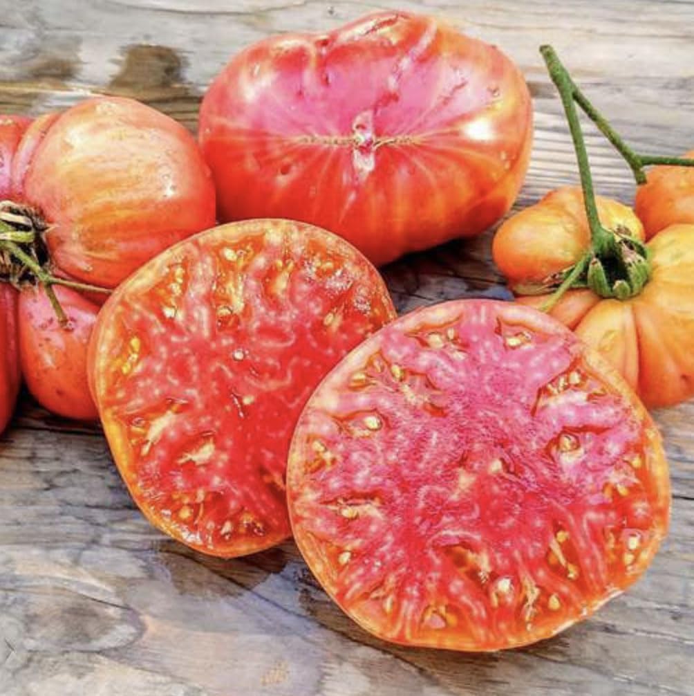 Marde Ross Hillbilly potato leaf tomato large fruit on vine, ideal for slicing.