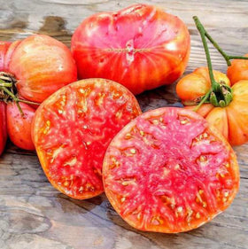 Marde Ross Hillbilly potato leaf tomato large fruit on vine, ideal for slicing.