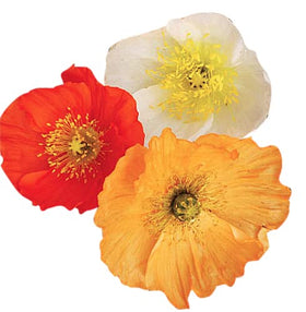 Marde Ross Iceland Poppies color blends add soft garden drama.