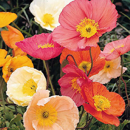 Marde Ross Iceland Poppies pink petals close-up for vibrant border color.