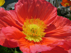 Marde Ross Iceland Poppies red pastel blooms for charming flower beds.
