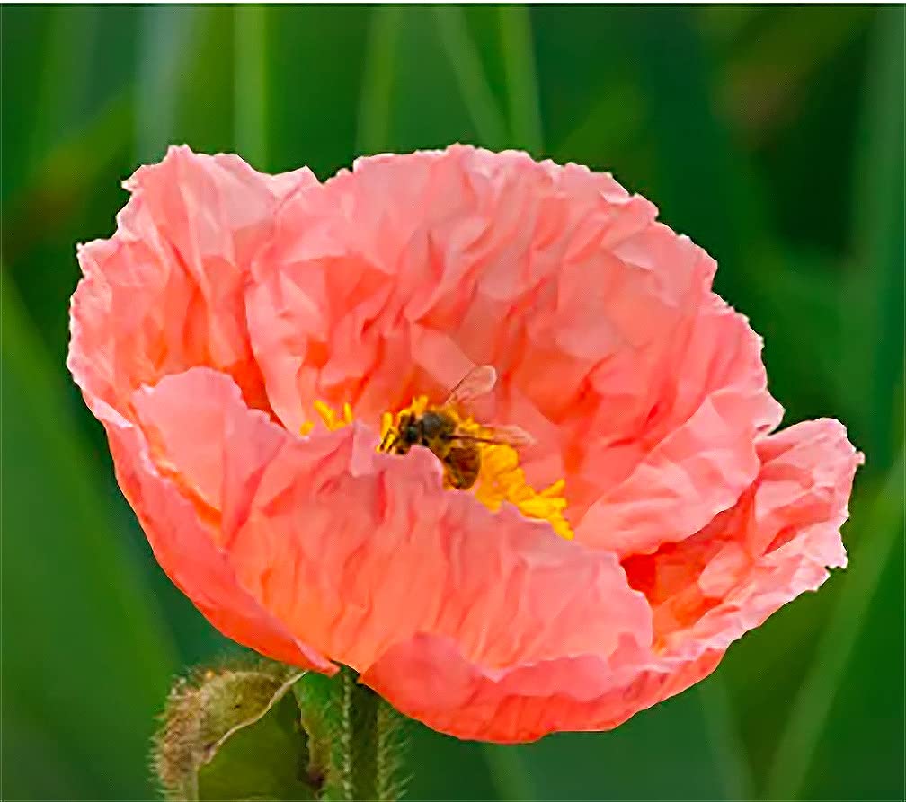 Marde Ross Iceland Poppies seed pack ready for spring or fall sowing.