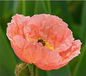 Marde Ross Iceland Poppies seed pack ready for spring or fall sowing.