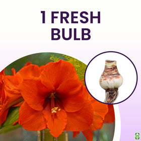 Versatile indoor/outdoor planting setup for bold color displays.